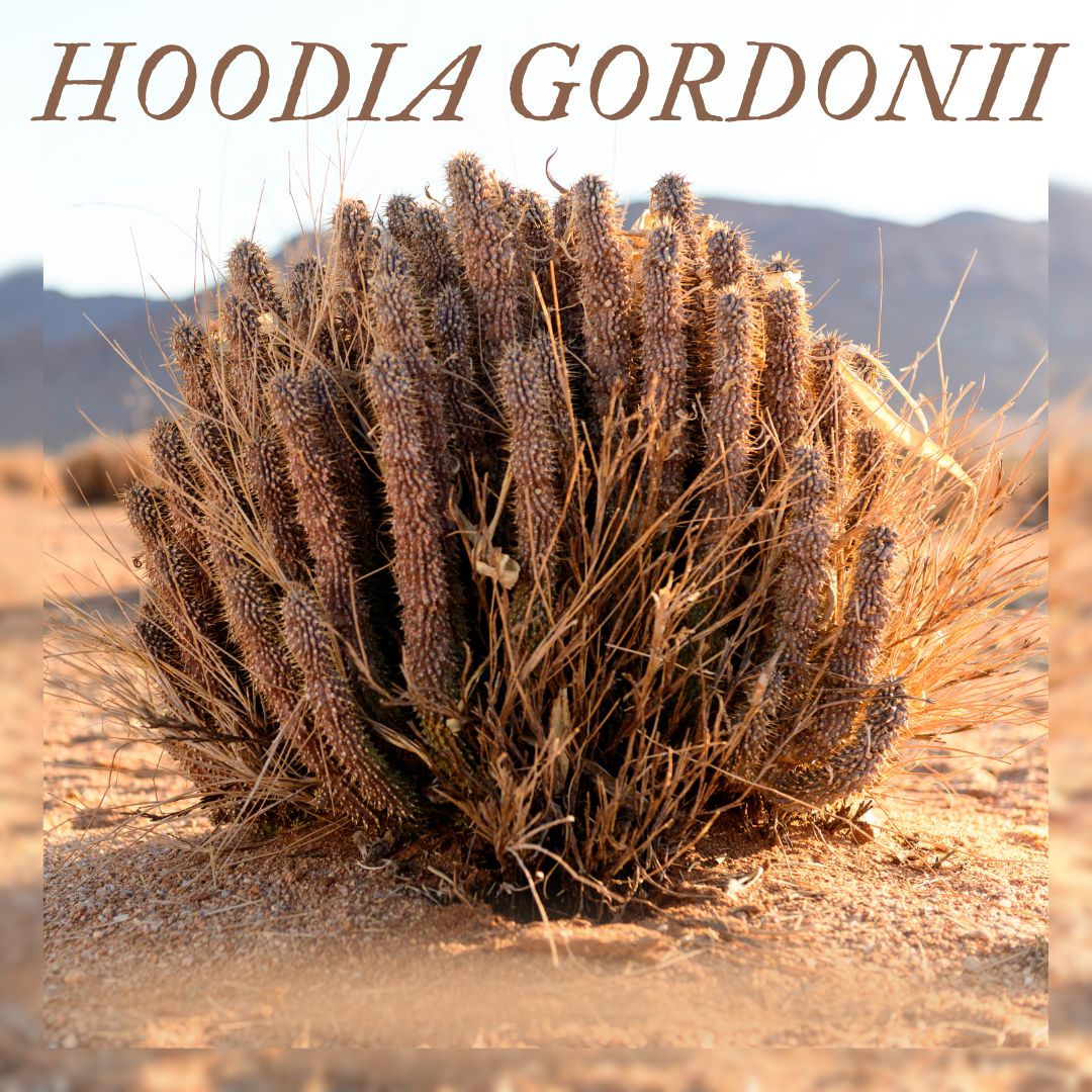 Hoodia Gordonii Capsules – Pure Plant-Based Formula (90 x 400mg)